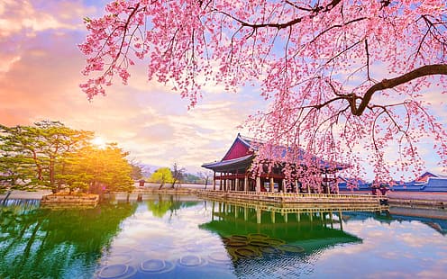 naturaleza, árboles, Corea del Sur, flor de cerezo, reflejo, Fondo de pantalla HD HD wallpaper