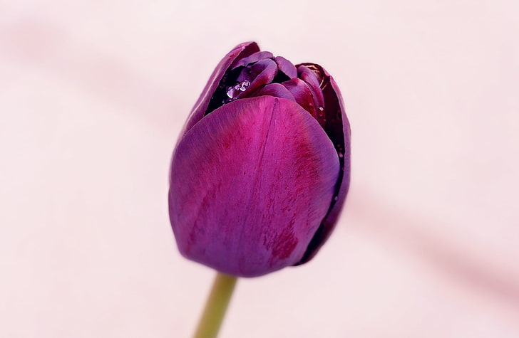 Один Фиолетовый тюльпан, Природа, Цветы, Цветок, На открытом воздухе, Тюльпан, Рост, Цветение, Фиолетовый, Хрупкость, Садоводство, HD обои