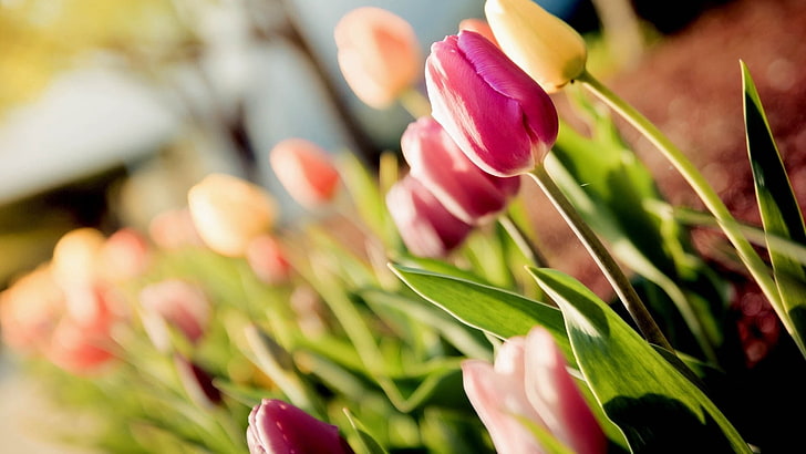 pink tulip flowers, tulip, plant, stalk, HD wallpaper