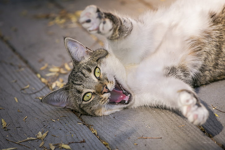 gato tigrado marrom, gato, patas, engraçado, brincalhão, HD papel de parede