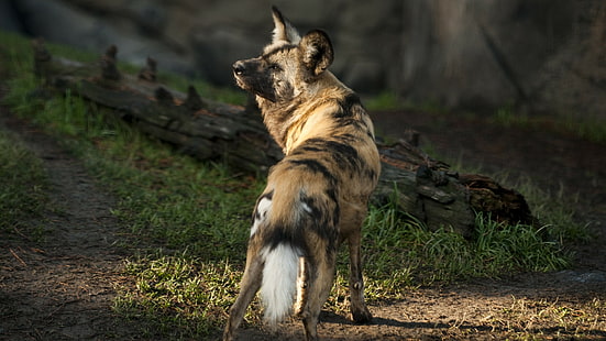chien sauvage africain brun, chien sauvage, chien sauvage africain, soleil, journée ensoleillée, prédateur, fourrure, sauvage, herbe verte, Fond d'écran HD HD wallpaper