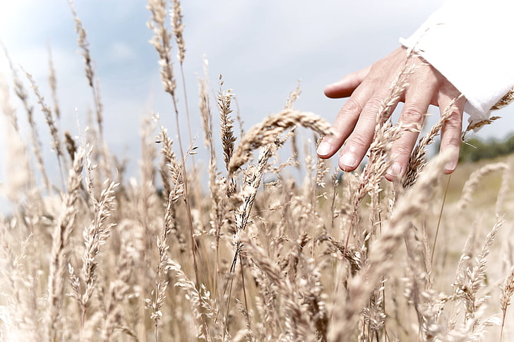 brown wheat, hand, grass, touch, field, HD wallpaper