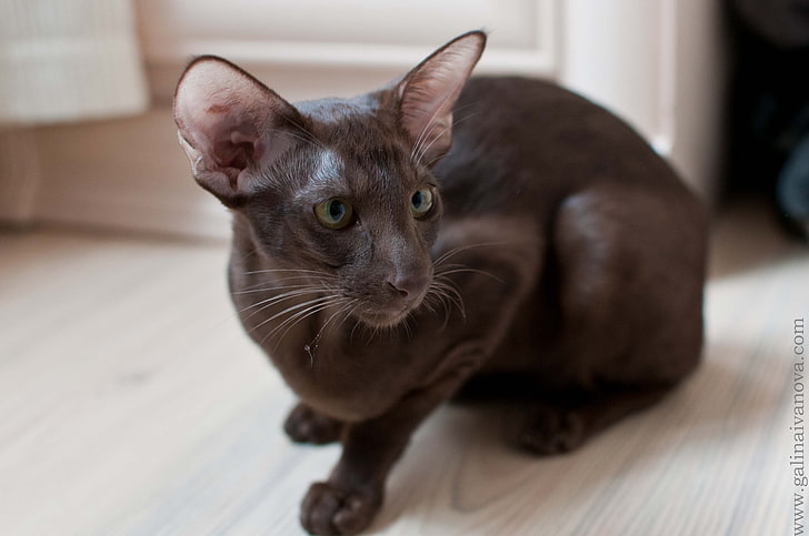short-fur black cat, oriental cat, breed, color, HD wallpaper