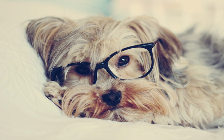 animals, dogs, glasses, hipster, puppies, HD wallpaper