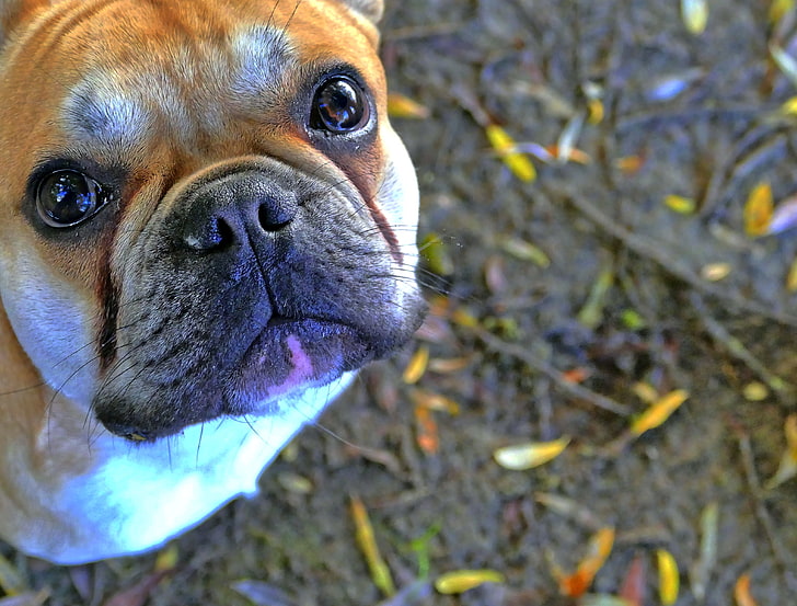 Erwachsene Tan und weiße französische Bulldogge, Hund, französische Bulldogge, Bulldogge, Schnauze, HD-Hintergrundbild