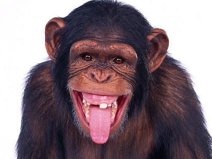 naczelny czarny, małpa, małpy człekokształtne, Tapety HD HD wallpaper