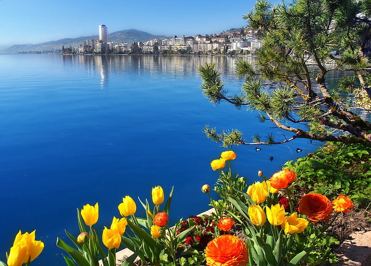 노란 꽃잎 꽃, 꽃, 호수, 스위스, 제네바 호수, 몽트뢰, HD 배경 화면