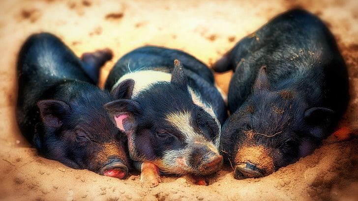 pig, pigs, piggies, piggy, cute, animals, HD wallpaper