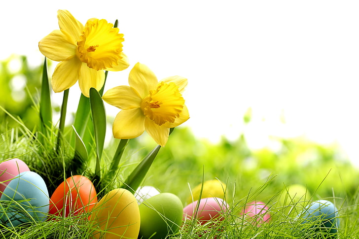 verschiedene Farben von Ostereiern, Gras, Blumen, Eiern, Frühling, Wiese, Ostern, Sonnenschein, Narzissen, HD-Hintergrundbild