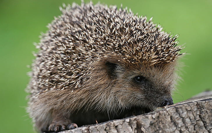hedgehog, spines, small, HD wallpaper