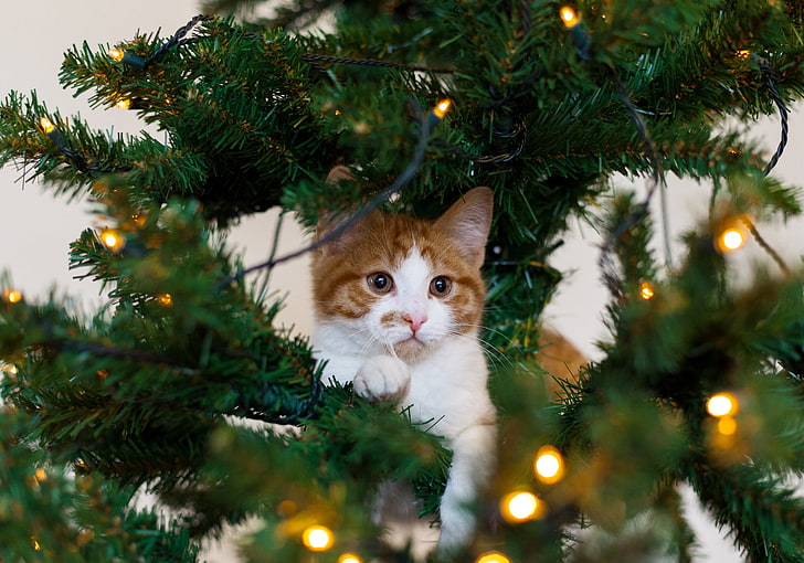 orange and white tabby cat, cat, kitten, christmas tree, playful, HD wallpaper