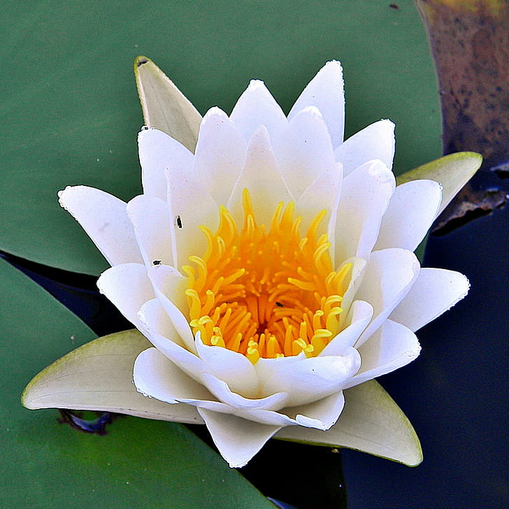 white petaled flower, white waterlily, white waterlily, White Waterlily, flower, Grassy, Rivers, Florida, Wildflowers, water Lily, nature, pond, petal, lotus Water Lily, plant, flower Head, summer, leaf, beauty In Nature, lake, botany, single Flower, water, HD wallpaper
