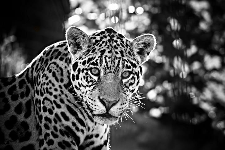 фокусное изображение в оттенках серого, леопард, ягуар, ягуар, ягуар, полоса, часть II, оттенки серого, фокус, фотоКошка, животные, дикая природа, пятнистая, меховая, черно-белая, плотоядное животное, HD обои