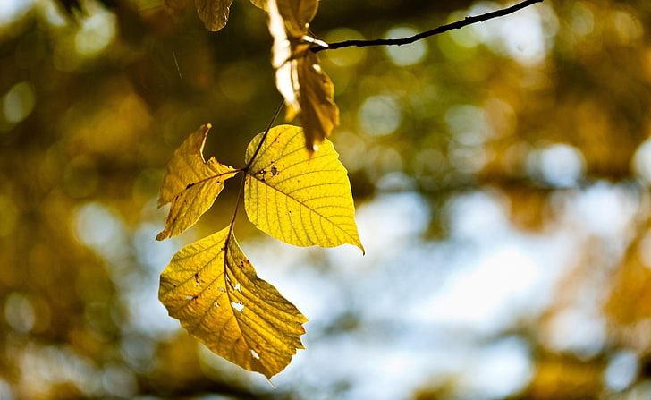 Fotografie, Natur, Pflanzen, Blätter, Herbst, Makro, HD-Hintergrundbild