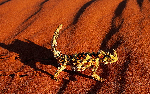 Devil Lizard, ปีศาจที่มีหนาม, ทะเลทราย, ปีศาจ, ทราย, จิ้งจก, สัตว์, วอลล์เปเปอร์ HD HD wallpaper