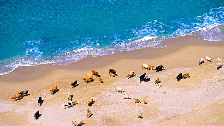 sea, shore, France, cows, Corsica, HD wallpaper