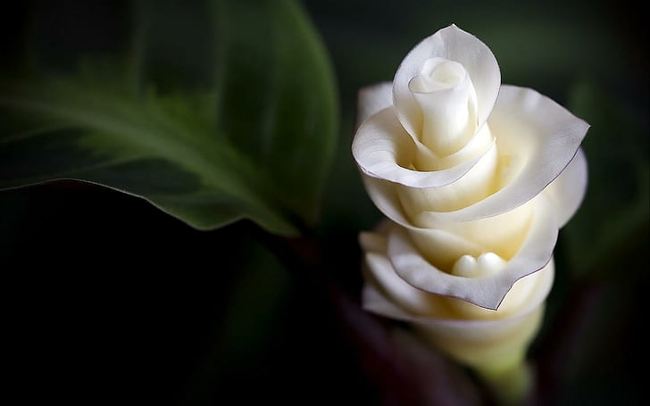 *** Beyaz Egzotik Çiçek ***, natura, kwiat, bialy, kwiaty, doğa ve manzara, HD masaüstü duvar kağıdı