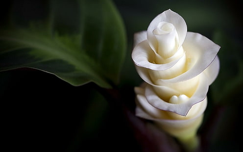 *** Flor exótica blanca ***, natura, kwiat, bialy, kwiaty, naturaleza y paisajes, Fondo de pantalla HD HD wallpaper