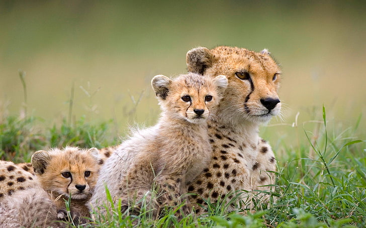 brown and black cheetah with two cubs, nature, kittens, Cheetah, Savannah, Africa, HD wallpaper