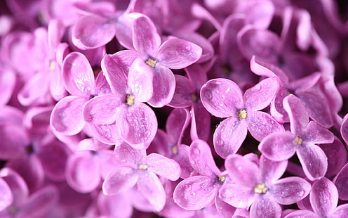 Fioletowy liliowy, liliowy, fioletowy liliowy, natura, fioletowy, piękny, kwiaty, przyroda i krajobrazy, Tapety HD HD wallpaper