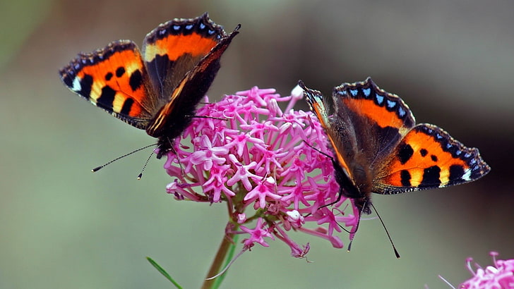две оранжево-черные бабочки, крылья, бабочка, цветок, HD обои