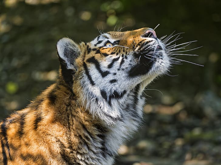 gatto, faccia, tigre, ombra, profilo, Amur, ©Tambako Il giaguaro, Sfondo HD