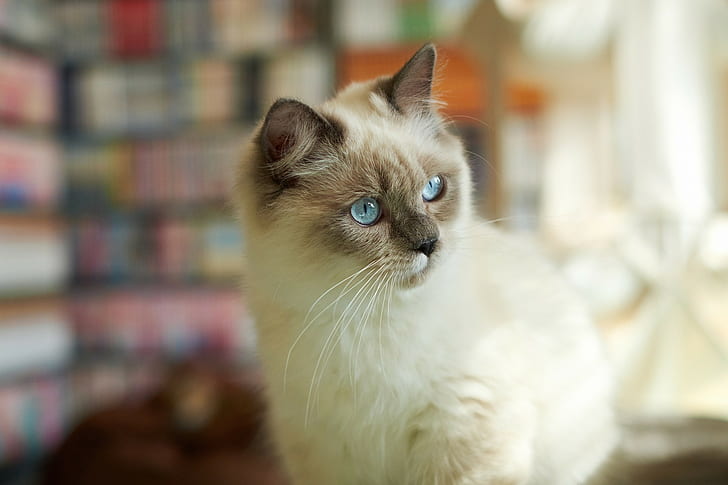 gato, animales, gatos siameses, ojos azules, borrosos, Fondo de pantalla HD