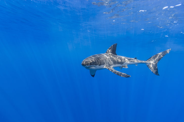 сива акула риба, синя, под вода, акула, животни, HD тапет