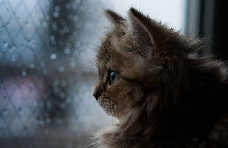 แมวสีส้มลูกแมวใบหน้าหน้าต่างปุย, วอลล์เปเปอร์ HD
