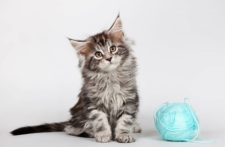Cats, Cat, Adorable, Animal, Cute, Kitten, Maine Coon, HD wallpaper