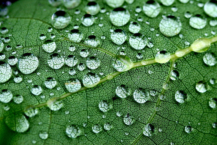 close up photo of green leaf with water drops, crazy paving, close up, photo, green leaf, drops, water  drop, droplet, water drop, leaf, macro, sphere, globule, texture, jenny, pics, weed, weeds, wilderness, wild flowers, in the garden, le jardin, explore, explored, nature, drop, close-up, dew, green Color, plant, freshness, wet, raindrop, backgrounds, rain, water, environment, leaf Vein, HD wallpaper