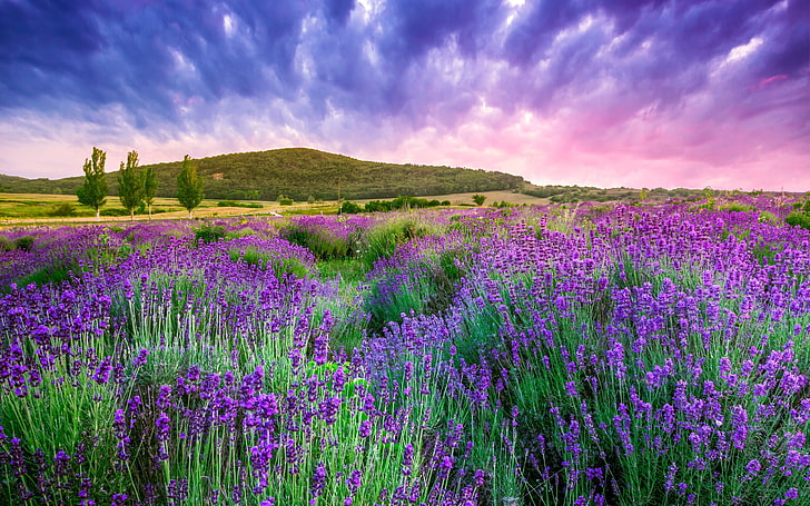 France provence lavender mountain sky, HD wallpaper