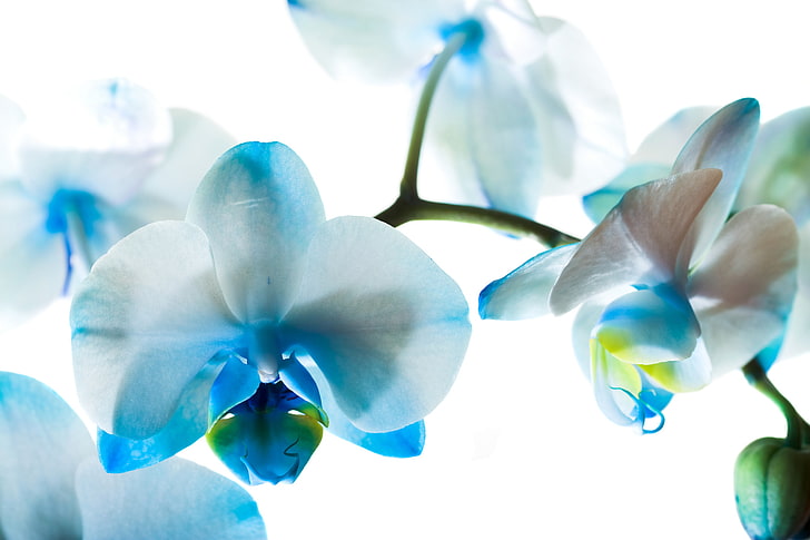 бяла орхидея, цветя, синьо, орхидеи, Phalaenopsis, HD тапет