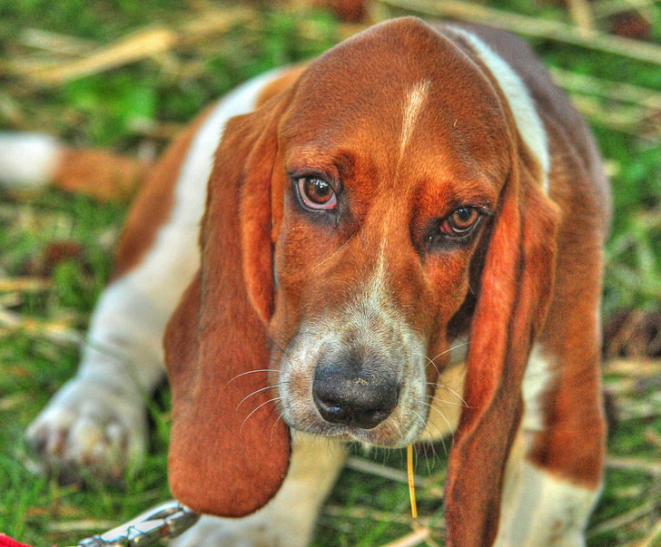adult red and white basset hound, basset, dog, eyes, face, HD wallpaper