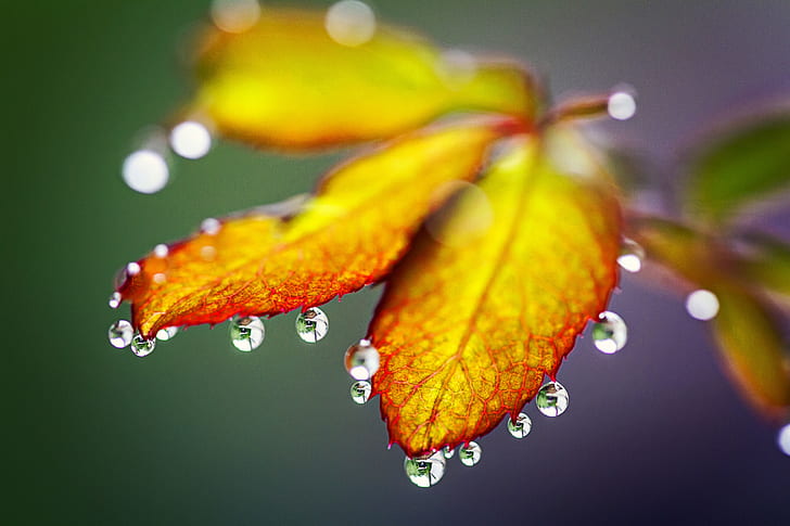 Gocce di pioggia, foglie di autunno, 4K, Sfondo HD