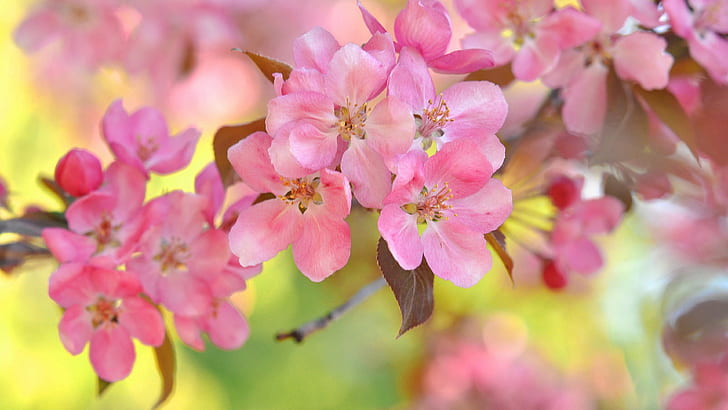 Pink cherry flowers, bokeh, twigs, spring, Pink, Cherry, Flowers, Bokeh, Twigs, Spring, HD wallpaper