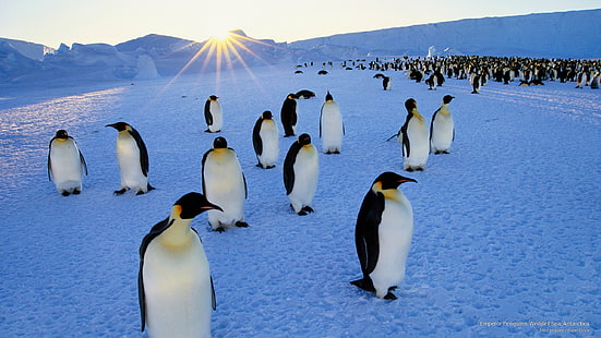Manchots empereurs, mer de Weddell, Antarctique, Antarctique, Fond d'écran HD HD wallpaper