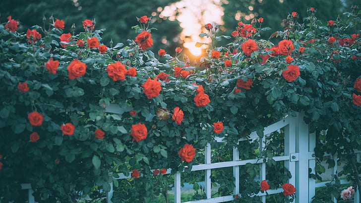 зеленина, лято, листа, светлина, цветя, клони, оградата, рози, врата, градина, червено, пъпки, калитка, много, боке, цъфтеж, цветна градина, роза Буш, броеница, HD тапет