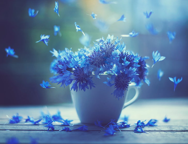 lila Orchideen, Makro, Blumen, Cup, Kornblumen, HD-Hintergrundbild