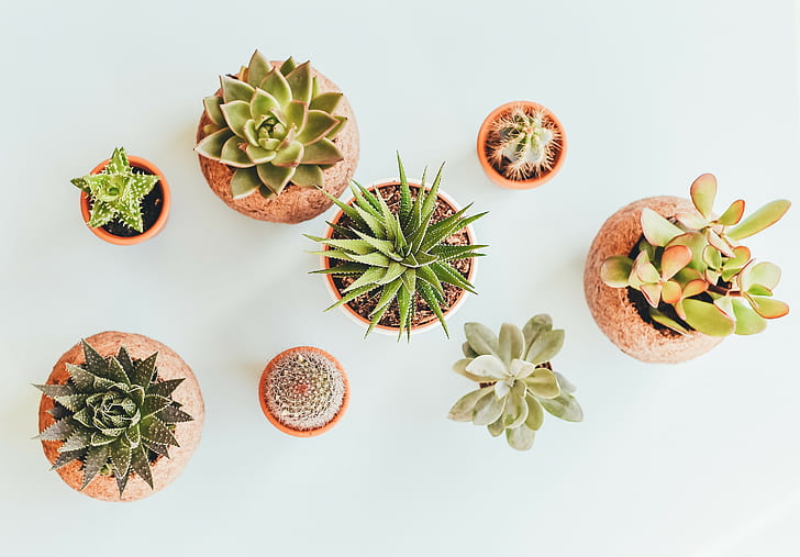 cactus, plants, HD wallpaper