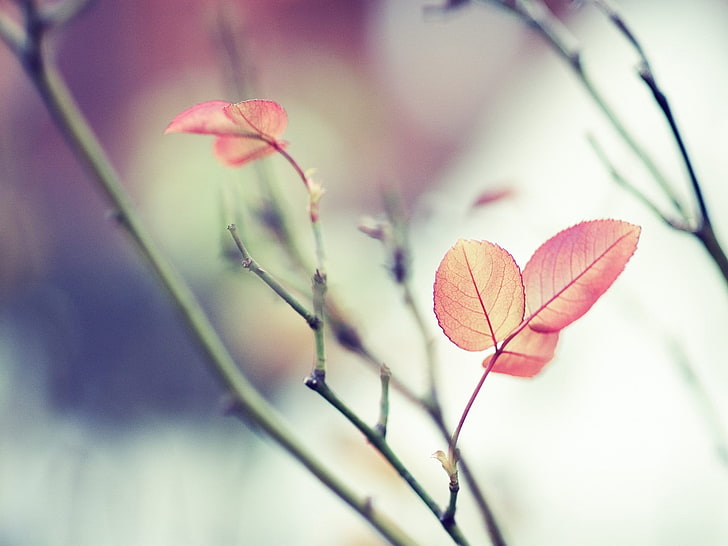 red leafed plant, nature, leaves, depth of field, twigs, HD wallpaper