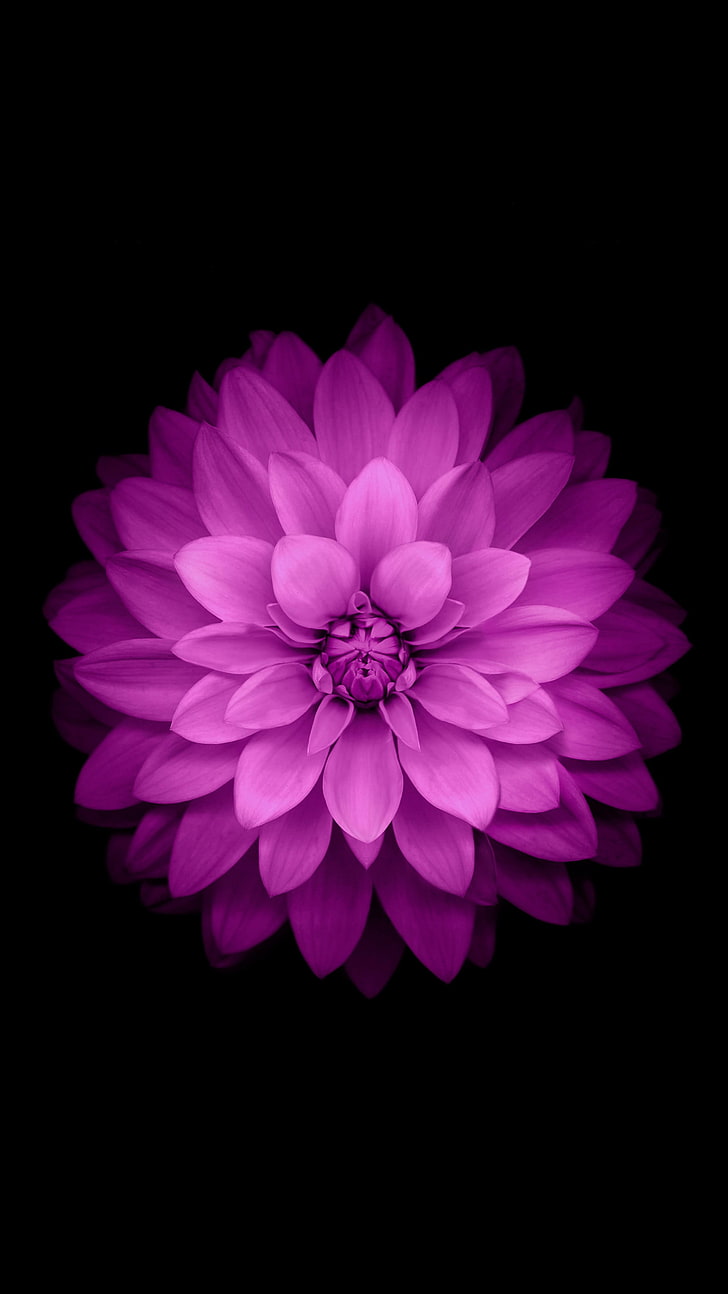 bunga dahlia ungu, vertikal, bunga, minimalis, latar belakang sederhana, tanaman, Wallpaper HD, wallpaper seluler