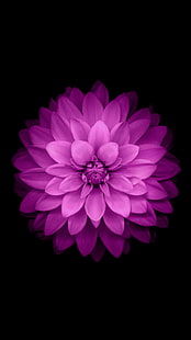 фиолетовый георгин цветок, вертикаль, цветы, минимализм, простой фон, растения, HD обои HD wallpaper