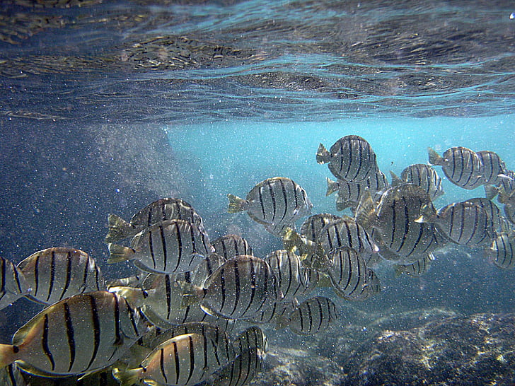 Peces en Hawai, Hawai, océanos, peces, arrecifes de coral, animales, Fondo de pantalla HD