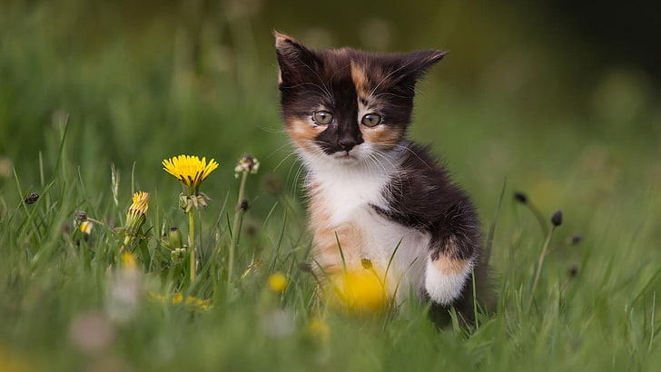 dreifarbiges Kätzchen, Kätzchen, Katze, Tiere, Tierbabys, gelbe Blumen, HD-Hintergrundbild