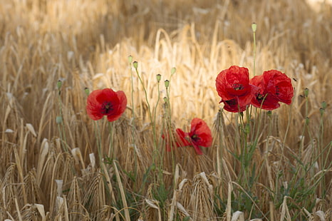 Flowers, Poppy, Field, Flower, Red Flower, Summer, Wheat, HD wallpaper HD wallpaper