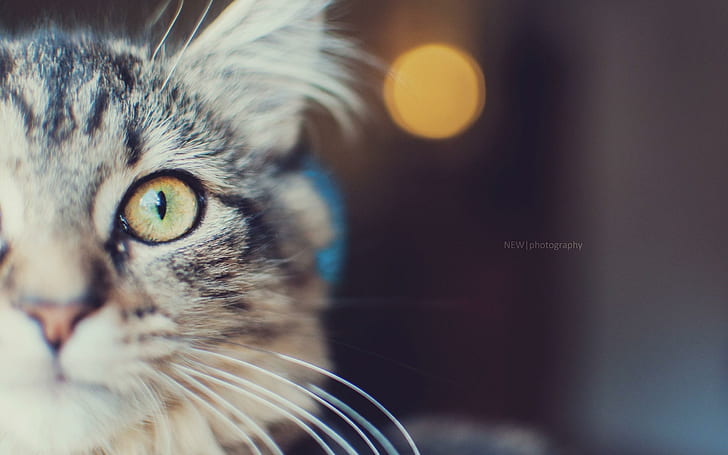 Cat Muzzle Eyes, muzzle, eyes, HD wallpaper