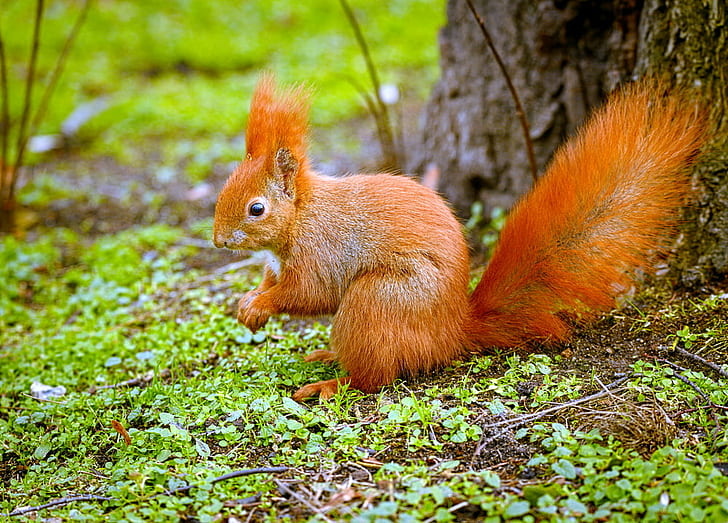 selective focus photography of orange squirrel near brown tree, green, selective focus, photography, orange, brown, tree  squirrel, Eurasian red squirrel, Wiewiórka, Sciurus vulgaris, squirrel, rodent, nature, animal, autumn, wildlife, outdoors, mammal, forest, cute, tree, leaf, eating, red, HD wallpaper