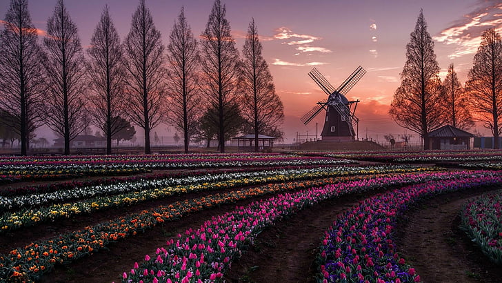Natur, Blumen, Holland, Frühling, Feld, Bäume, Tulpen, Windmühle, Niederlande, Tulpenfeld, Abend, Himmel, atemberaubend, HD-Hintergrundbild