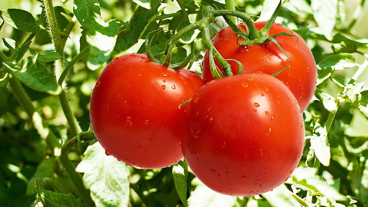 several tomatoes, tomatoes, drops, grass, leaves, HD wallpaper